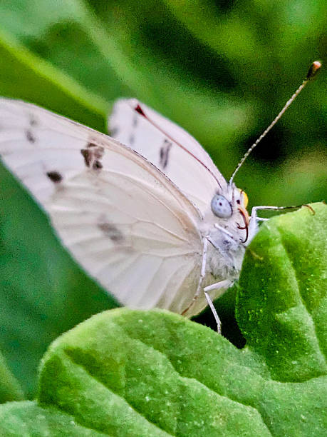 istock Delicate White Butterfly Resting on Green Leaf 2244255438