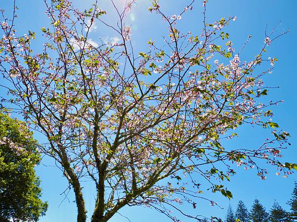 Looking up at a bright blue sky on a Spring day through branches with fully bloomed pale pink Cherry Blossoms on. It sits on the edge of a field with Cows in at Cornwall Park Farm, a public park with farm animals and One Tree Hill in Auckland
