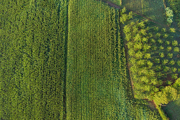 istock Aerial view capturing geometric patterns of a vibrant green cornfield extending alongside an orchard, showcasing rural agriculture and natural beauty 2244258851