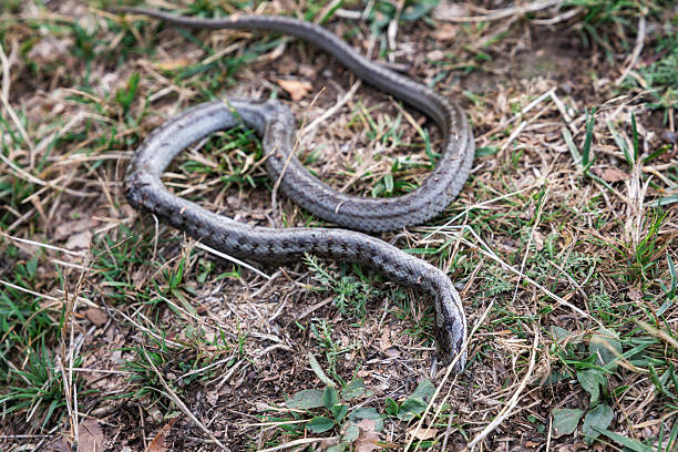 istock Wild dead grass snake moving on dry grass and leaves, its patterned scales blending with the natural woodland environment 2244258866