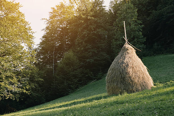 rural landscape in summer. green environment. haystack on the grassy field. sunny day. forest on the hill of carpathian mountain range beneath a blue sky. beautiful view