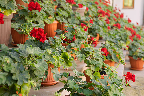 istock Red geranium plants thriving on outdoor steps, creating a vibrant display of blossoms in plastic and terracotta pots 2244258877
