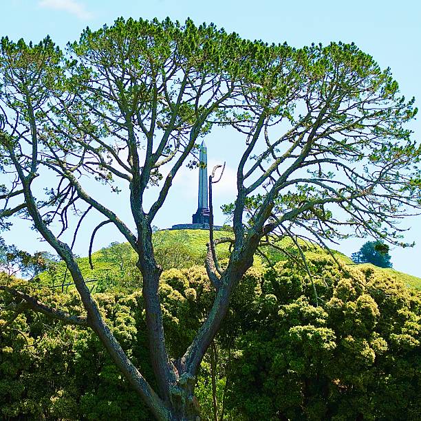 A magnificent Monterey Pine with the One Tree Hill Obelisk showing through branches in the middle. Between that tree and the hill there are Oak Trees and Sheep and Lambs grazing and resting in a field on the other side of the Monterey Pine. One Tree Hill is 182 meters tall (579 feet) and it's cultural name is Maungakiekie. It is in Cornwall Park Farm, a public park with farm animals and that hill.