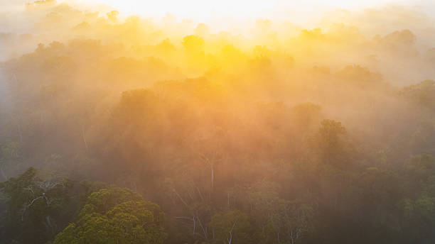 istock Clouds over the trees in Tambopata, Peru 2244260229