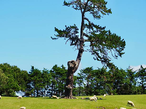 istock Sheep grazing on a Hill with a Monterey Palm Tree in the middle and others behind at Cornwall Park Farm in Auckland 2244260676