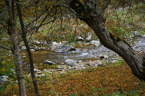 Peaceful autumn river. Vibrant fall foliage