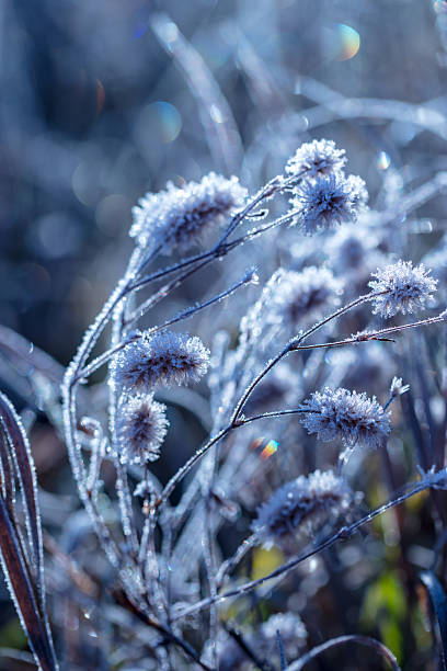 istock Frozen plants covered by rime ice 2244270046