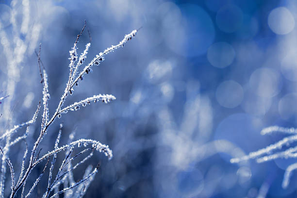 frozen plants in early morning close up in winter
