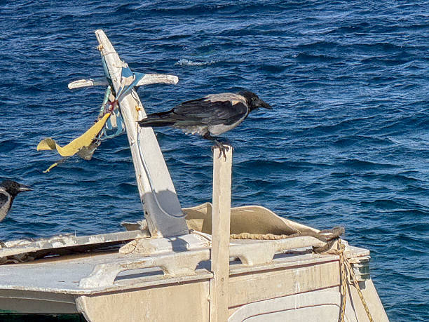 Crow on the deck of boat