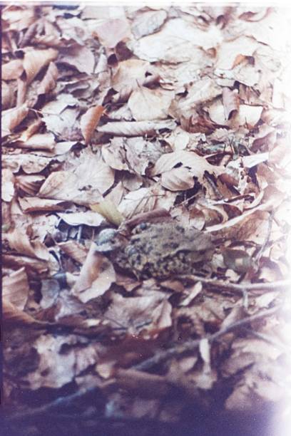 A toad hidden in the fallen leaves