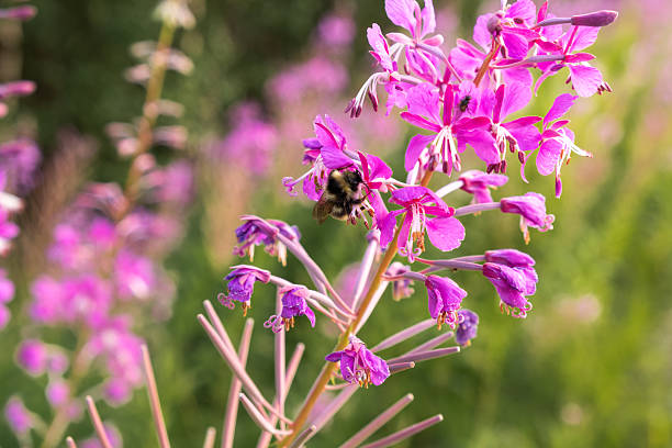 istock Bumblebee sits on purple fireweed plant in summer 2244275627