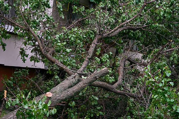 istock After big srorm.Fallen broken trees felled by a wind 2244276932