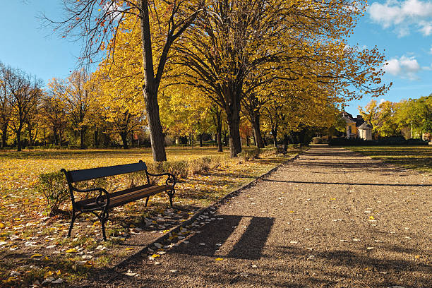 Tranquil pathway scene in a recreational area with a cast iron park bench and sunlight casting long shadows over the ground covered in beautiful fall colors
