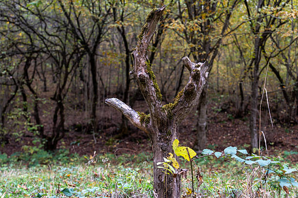 Silent Guardian: Gnarly Dead Tree in the Deep, Atmospheric Autumn Woods.