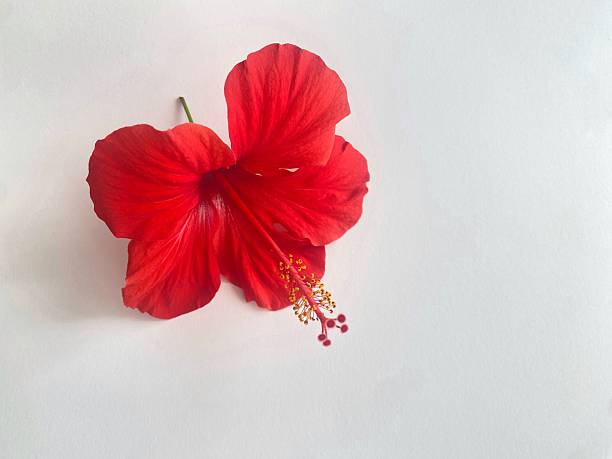 (Hibiscus rosa) Red Chinese hibiscus, plant in a flower pot