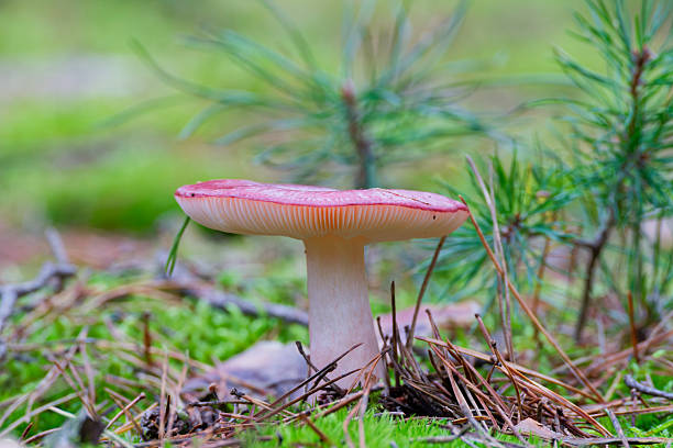 A solitary, striking wild mushroom with a pinkish-red cap and a white stem, emerging from a bed of vibrant green forest moss and scattered pine needles. The low-angle perspective highlights the delicate gills beneath the cap. This image captures the quiet detail and beauty of the forest floor, ideal for themes of nature, fall, botany, wilderness, and woodland ecosystems.