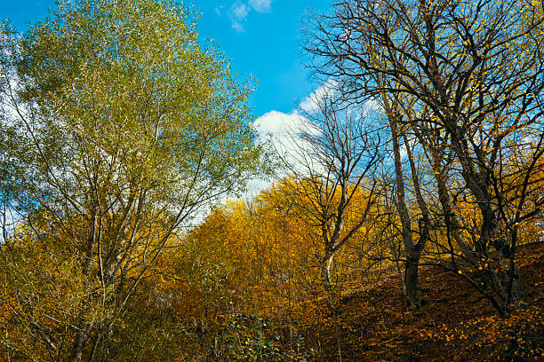 A beautiful autumn day with trees in the background. The sky is blue and the trees are full of leaves