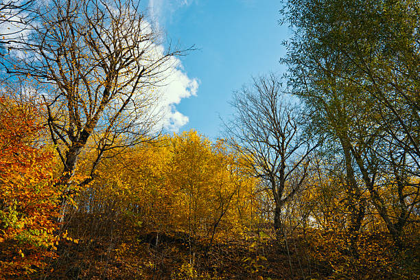 A beautiful autumn day with trees in the background. The sky is clear and blue, and the trees are full of leaves