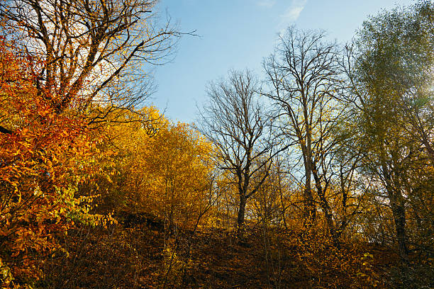 A beautiful autumn day with trees in full leaf. The sky is clear and blue, and the sun is shining brightly. The trees are a mix of green and yellow, and the leaves are falling from the branches