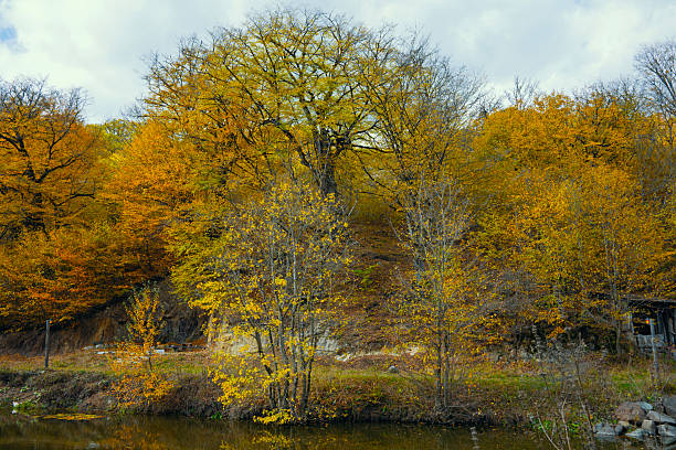 A beautiful autumn day with trees in full bloom. The trees are a mix of yellow and brown leaves, and the sky is cloudy. The scene is peaceful and serene, with a calm body of water in the background