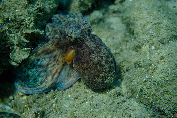 Common octopus (Octopus vulgaris) hunting, Aegean Sea, Greece, Halkidiki, Pirgos beach