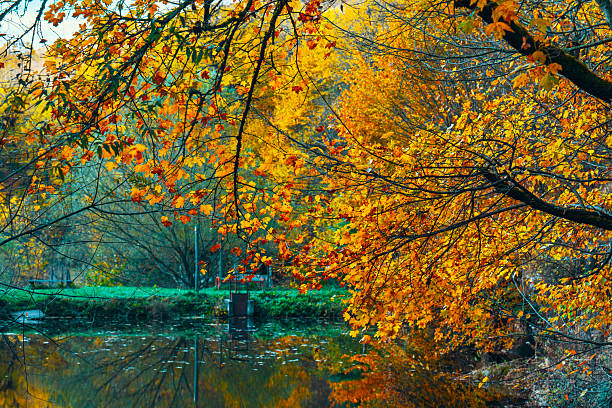 istock A tree with leaves that are orange and yellow 2244282425