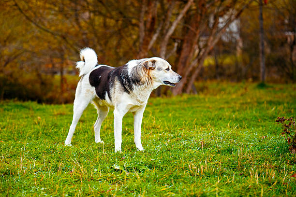 A dog is standing in a grassy field. The dog is black and white and has a black nose