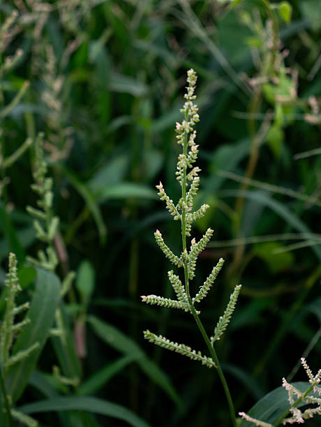 Beckmannia syzigachne - American Sloughgrass with Green Spike-like Flower Panicles in Field