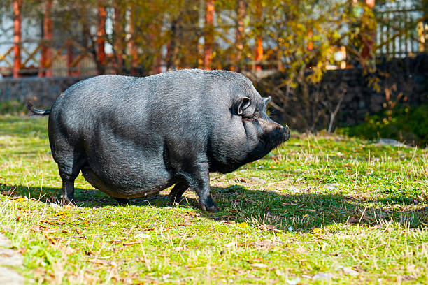 istock A large pig is walking through a grassy field 2244283373