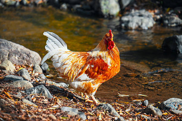 A rooster is walking in a stream of water. The water is murky and the rocks are scattered around. The chicken appears to be enjoying the cool water and the natural surroundings