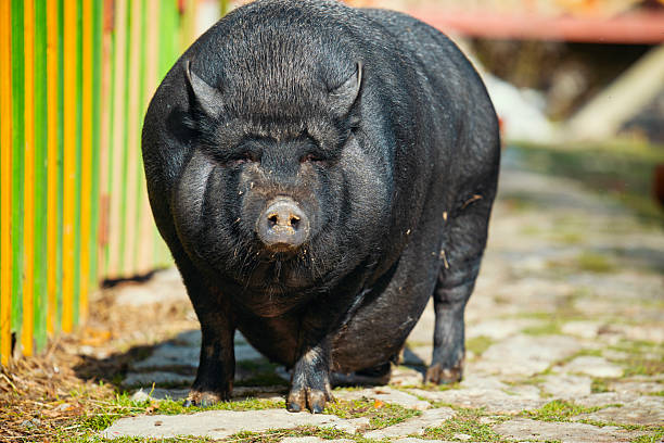 istock A large pig is standing on a brick walkway 2244283483