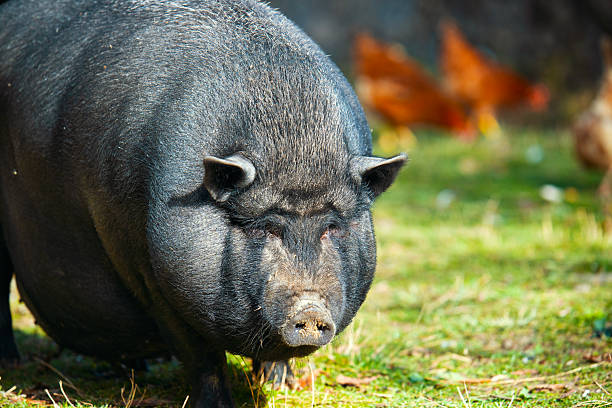 istock A large pig is eating grass in a field 2244283539