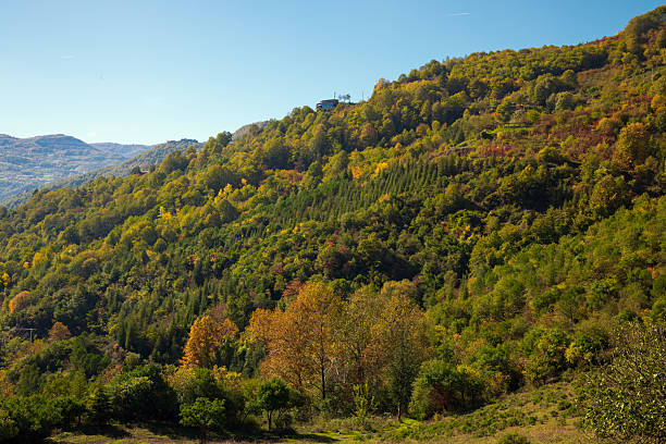 Forest scene on sunny day in autumn