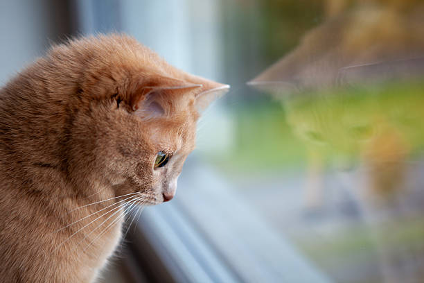 istock A curious ginger cat sits by the window, intently watching the lush greenery and wildlife outside in a peaceful swamp area in Estonia. The scene captures a moment of tranquility 2244286374