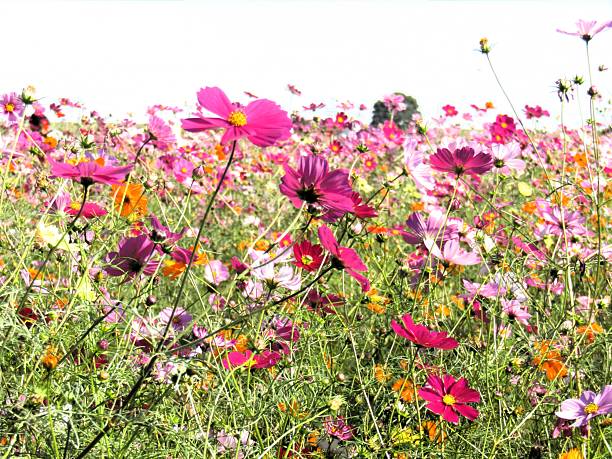 Cosmos flowers.