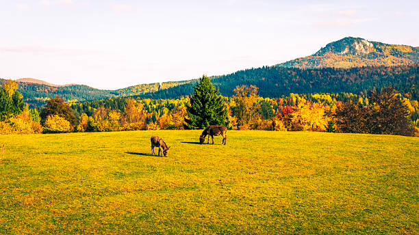 Two horses grazing on bright autumn field surrounded by forest and mountain landscape