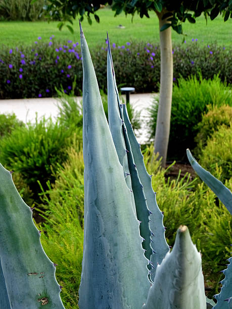 istock Prickly cactus growing at the park on summer 2244288703