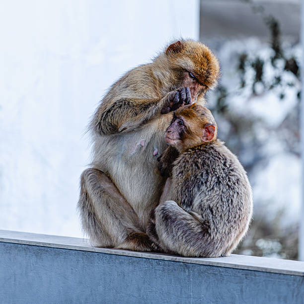 Barbary macaque (Macaca sylvanus), also known as the tailless macaque. Curious monkey gazing with intensity in a natural habitat.