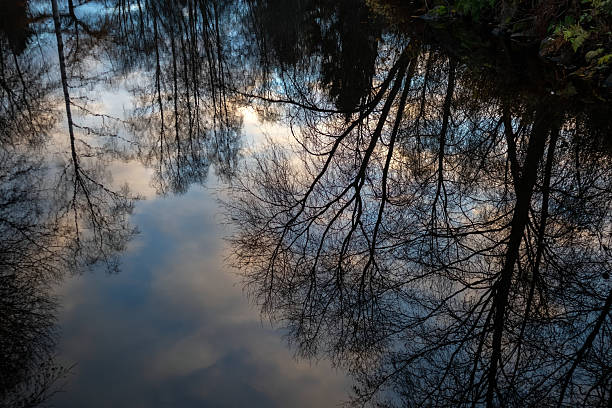 istock still water reflecting leafless trees at late autumn background 2244291791