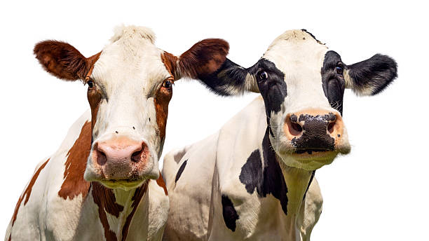 istock Two cows cut out, close up on white, studio shot, side by side, color diversity 2244293003
