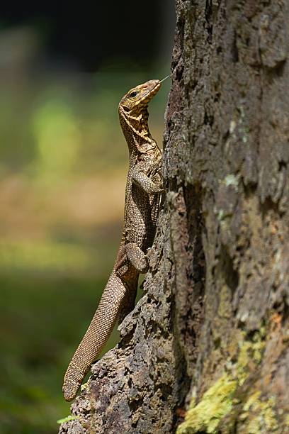 istock Water monitor. 2244294001
