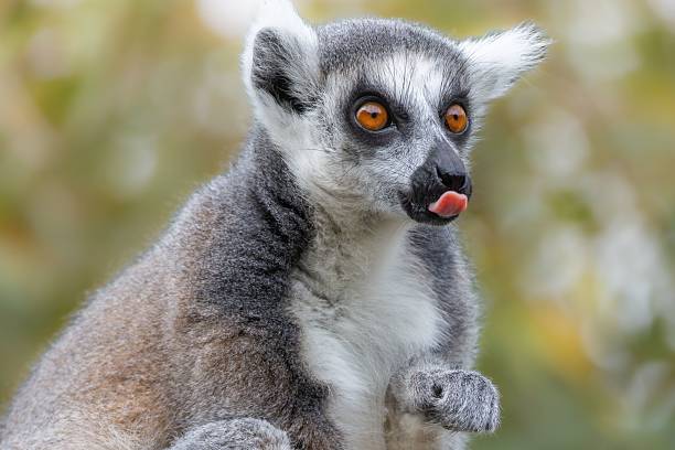 A close-up of a ring-tailed lemur with orange eyes and tongue out, set against a blurred natural background.