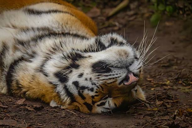 Tiger, full body, horizontal color image.