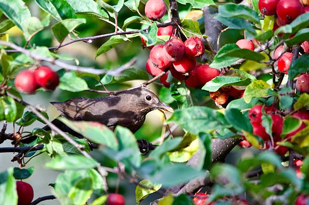 istock Blackbird feeding on red ripe crab apple berries 2244294229