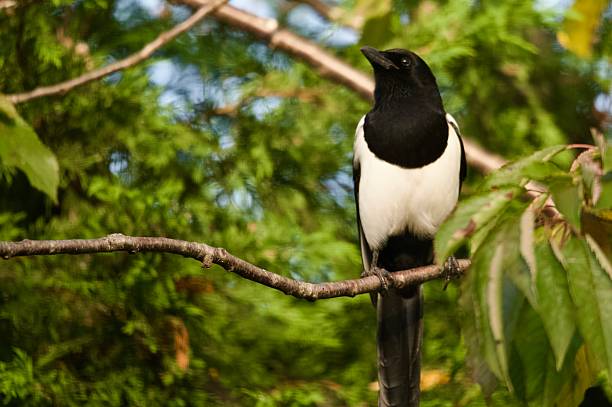 istock Magpie Corvid bird perched on a branch 2244294254