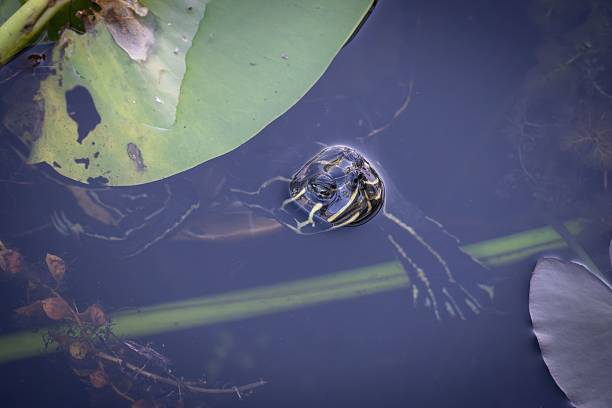 istock Turtle peeking above water in a pond. 2244294548
