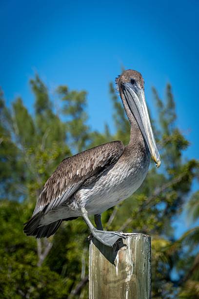 istock Brown pelican on a wooden post with blue sky. 2244294593