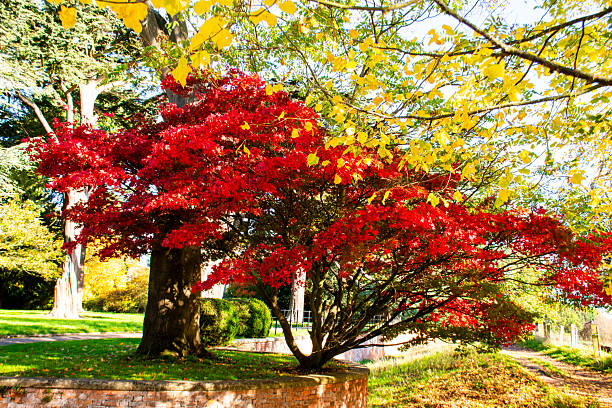 istock A beautiful autumn landscape with trees. 2244297404