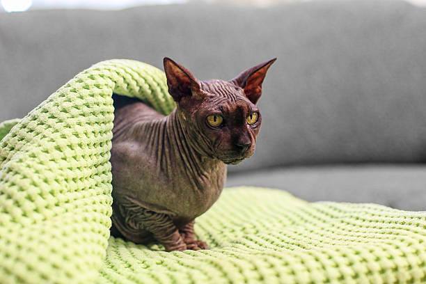 istock Sphynx cat on green blanket indoors 2244298832