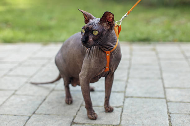 Sphynx cat with yellow eyes stands alert on a paved path outdoors, wearing an orange harness and leash in a park setting.